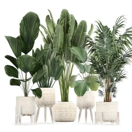 Collection of interior plants in white rattan baskets